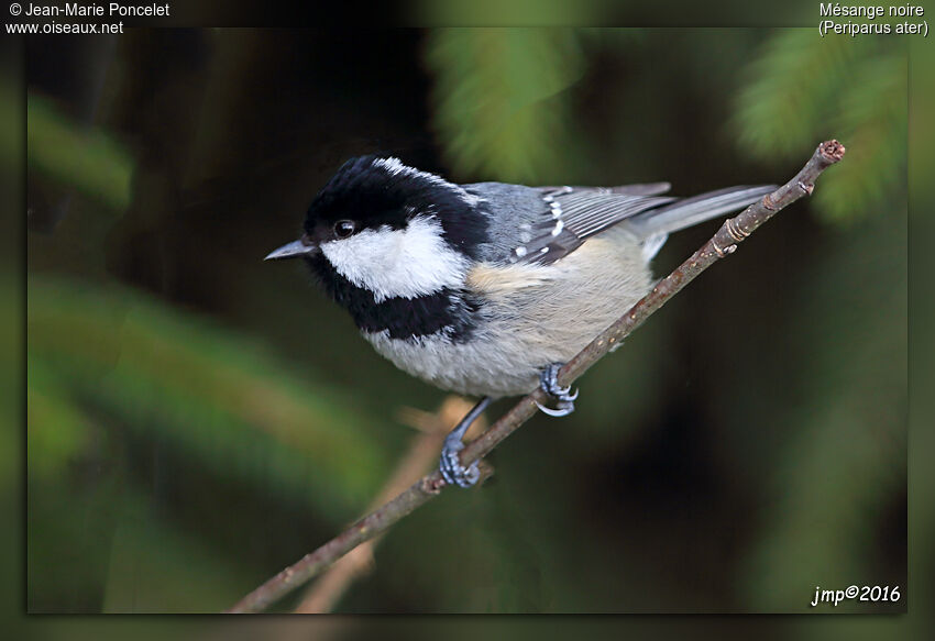 Coal Tit