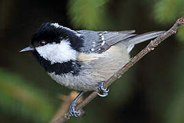 Coal Tit