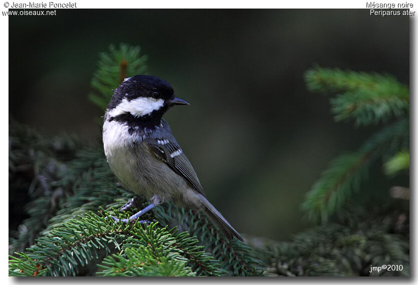 Mésange noire