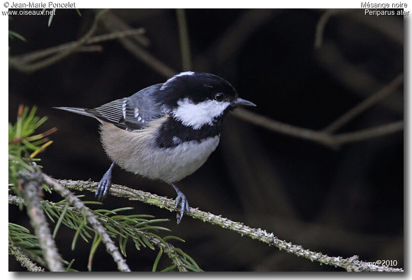 Coal Tit