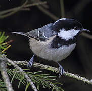 Coal Tit