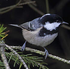 Mésange noire