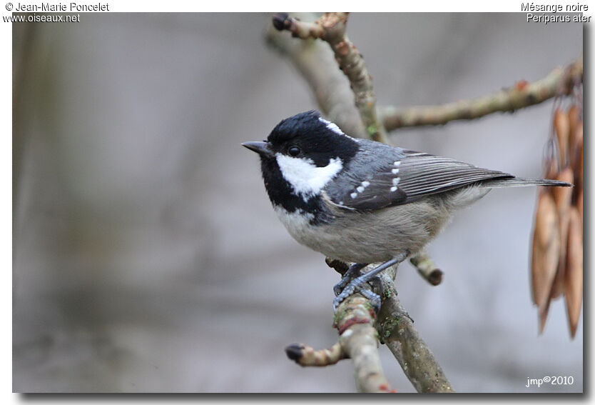 Coal Tit