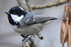 Coal Tit