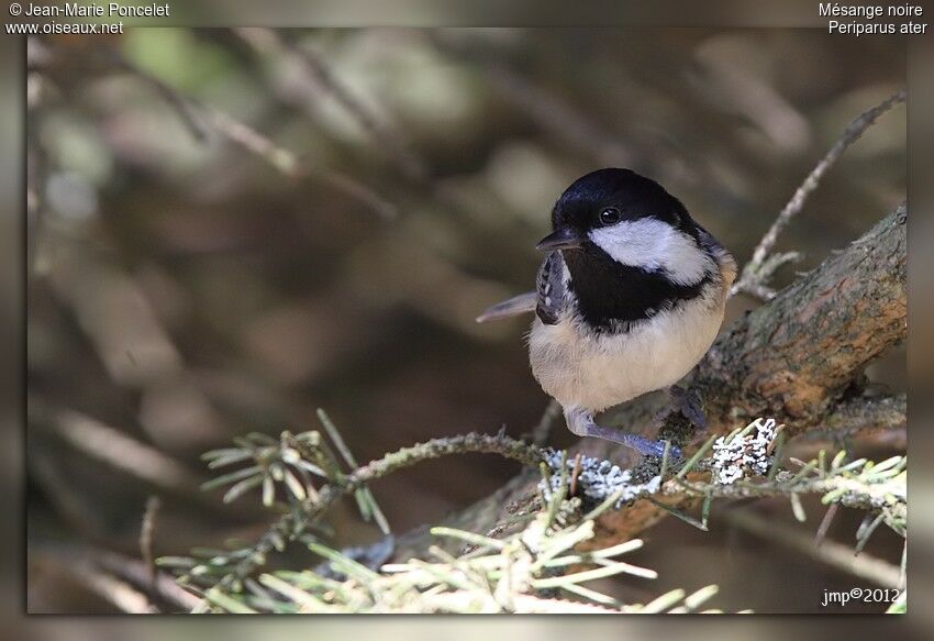 Coal Tit