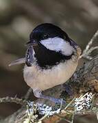 Coal Tit