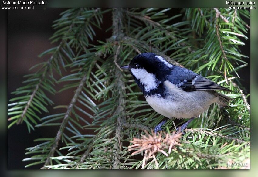 Coal Tit