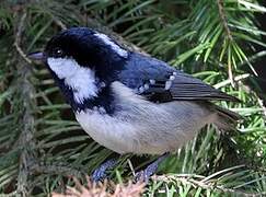 Coal Tit