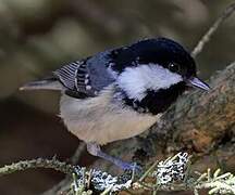 Coal Tit