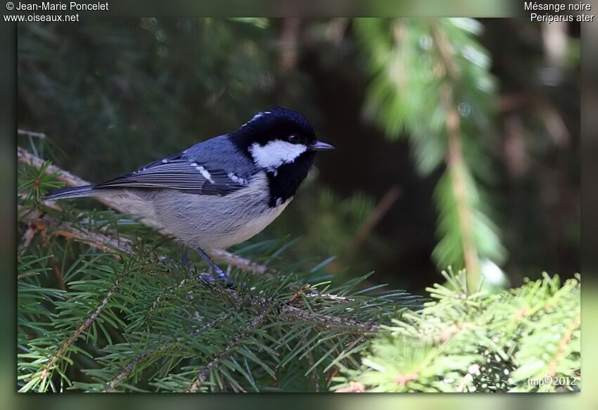 Mésange noire