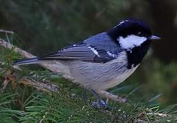 Coal Tit