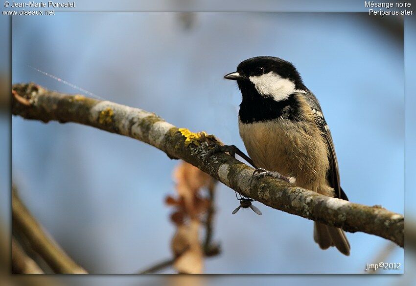 Coal Tit