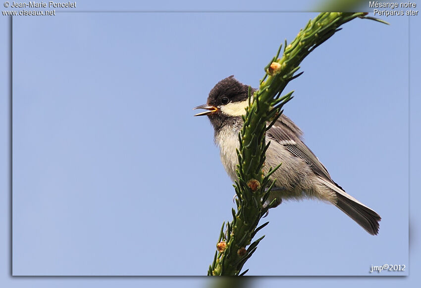 Mésange noirejuvénile