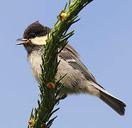 Coal Tit