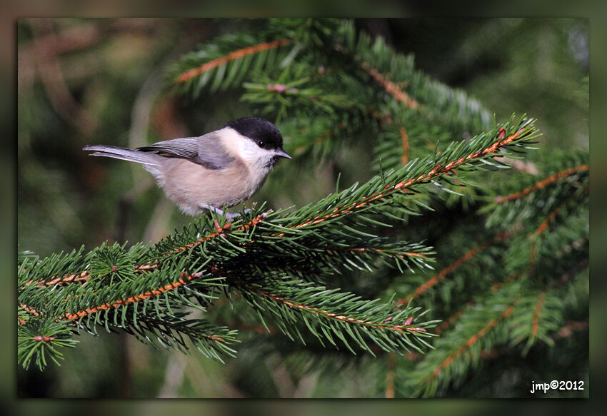 Mésange nonnette