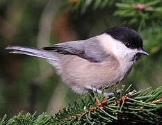 Marsh Tit