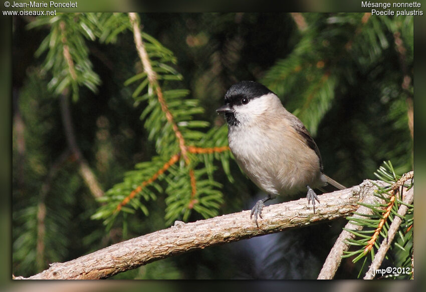 Mésange nonnette