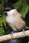 Marsh Tit