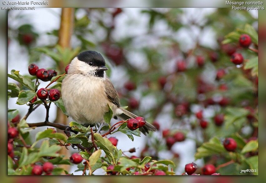 Mésange nonnette