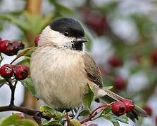 Marsh Tit