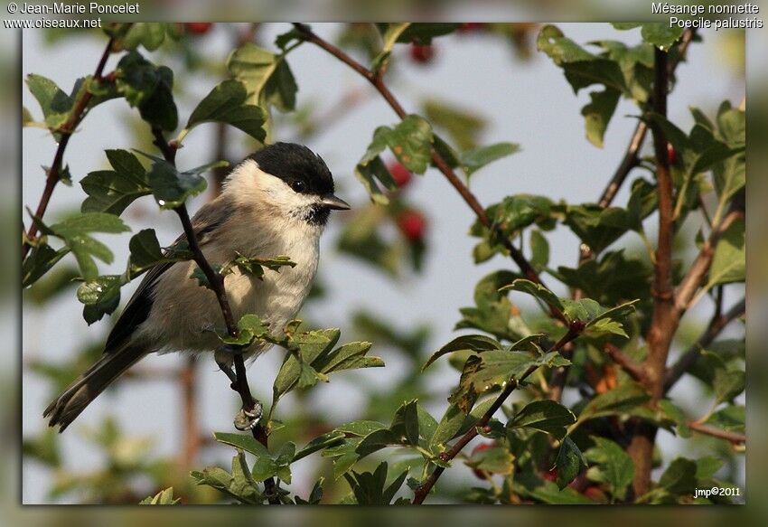 Mésange nonnette