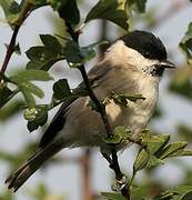 Marsh Tit