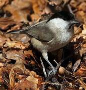 Marsh Tit