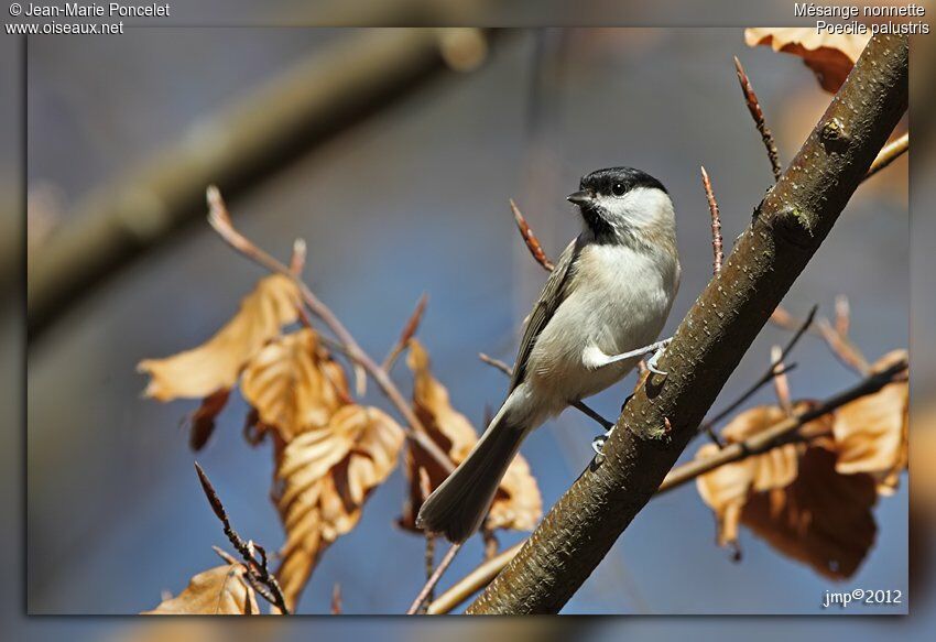 Marsh Tit