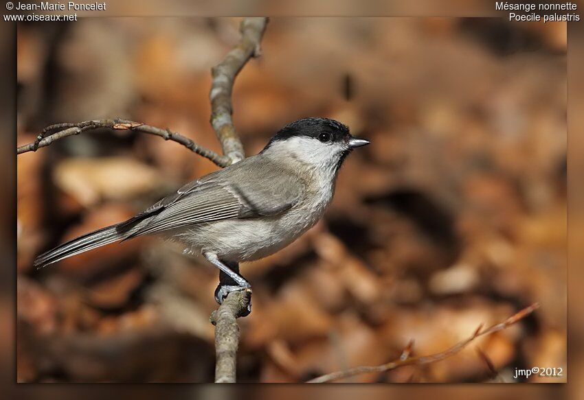 Mésange nonnette