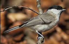 Marsh Tit