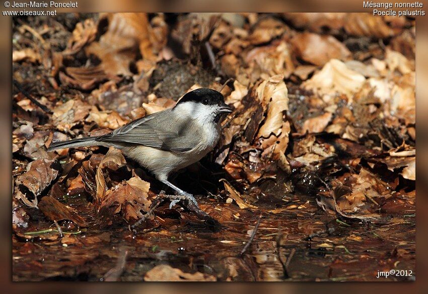 Marsh Tit