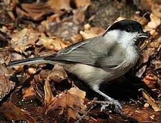 Marsh Tit