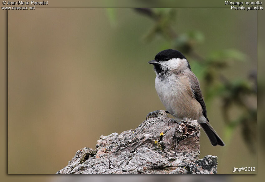 Mésange nonnette