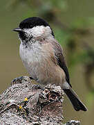 Marsh Tit