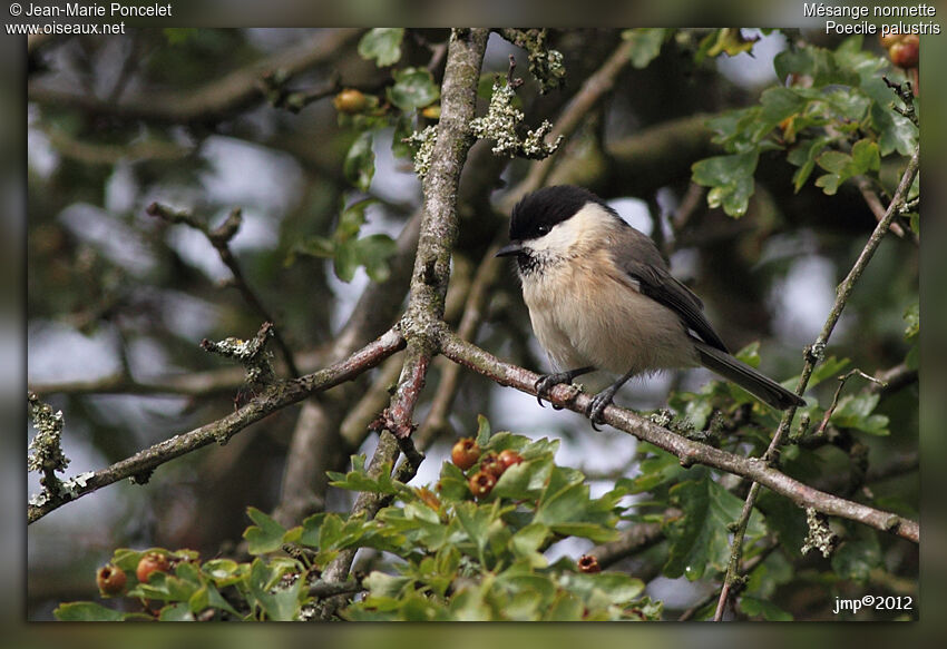 Mésange nonnette1ère année, identification