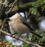 Marsh Tit