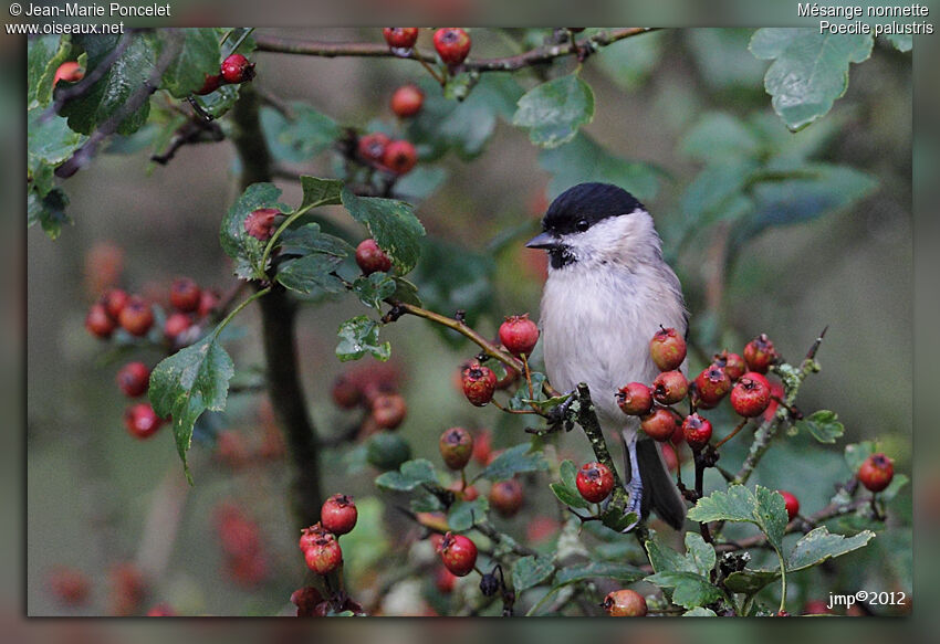 Marsh Tit