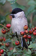 Marsh Tit