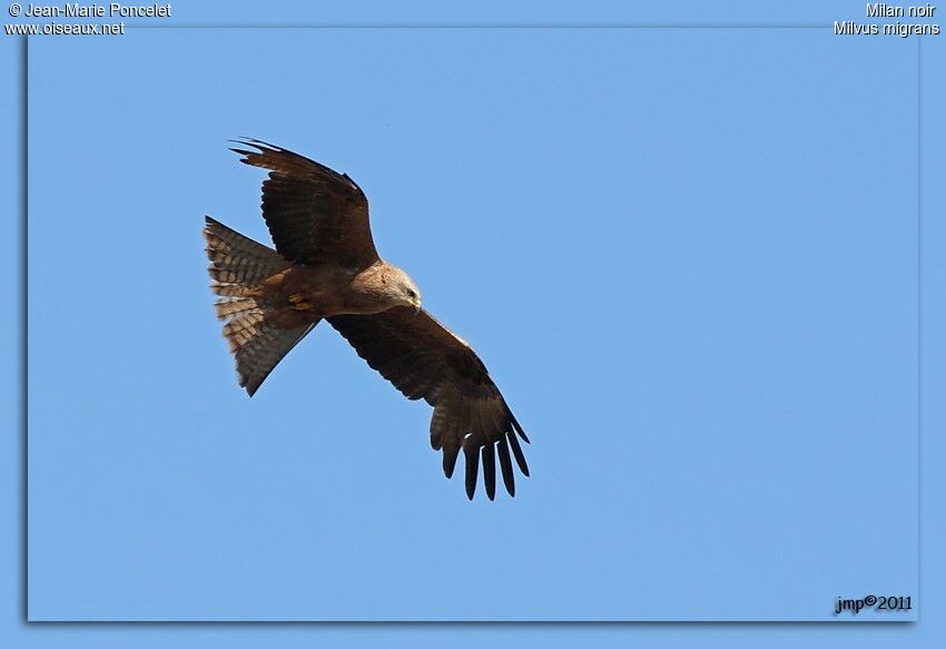 Black Kite