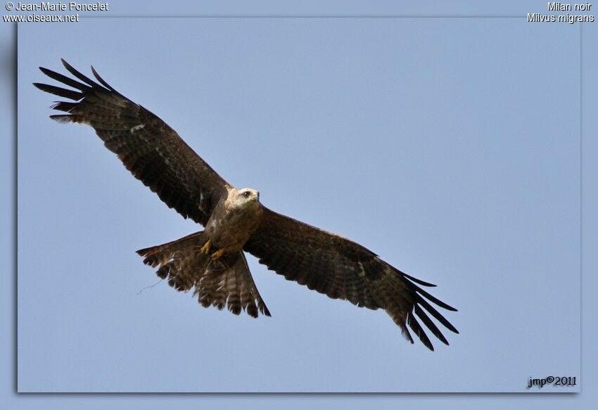 Black Kite