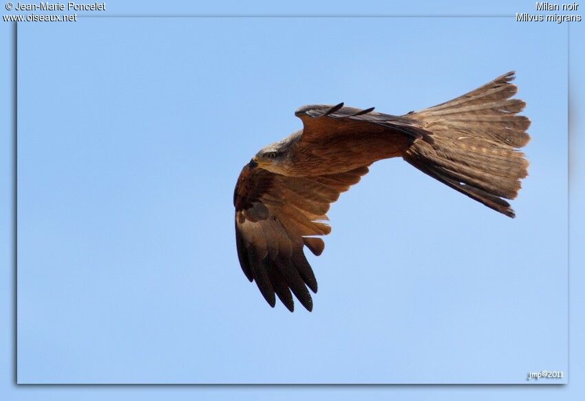 Black Kite