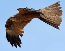 Black Kite