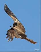 Black Kite