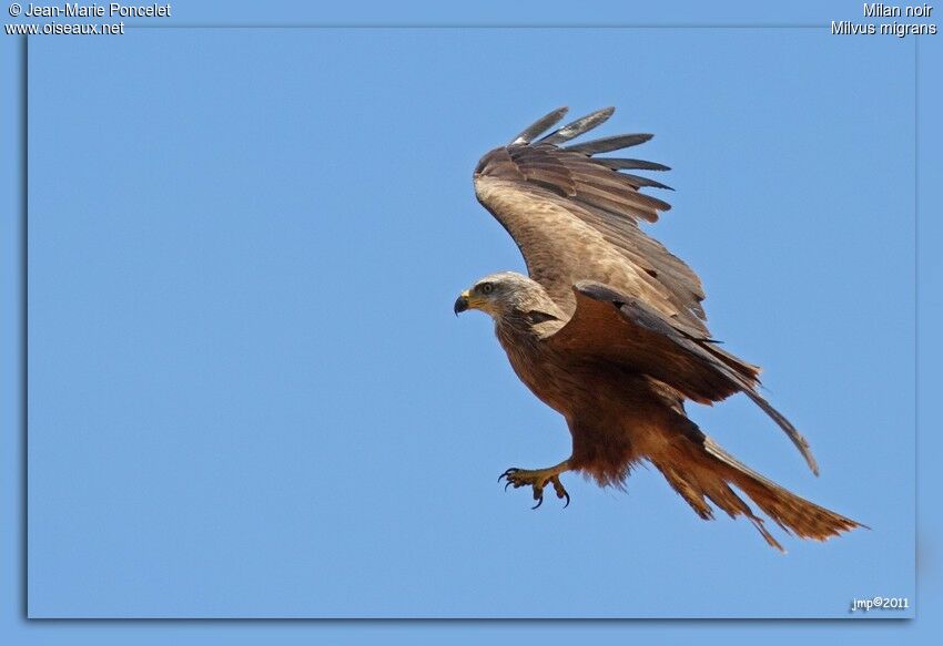 Black Kite