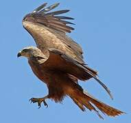 Black Kite