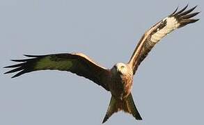 Red Kite