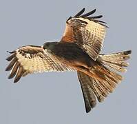 Red Kite