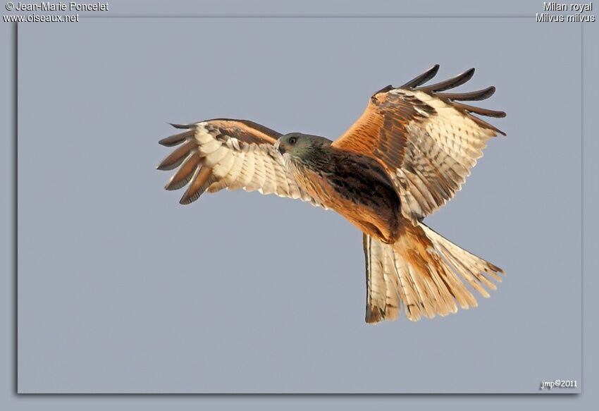 Red Kite