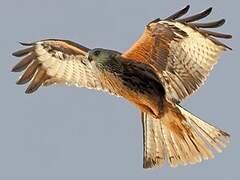 Red Kite