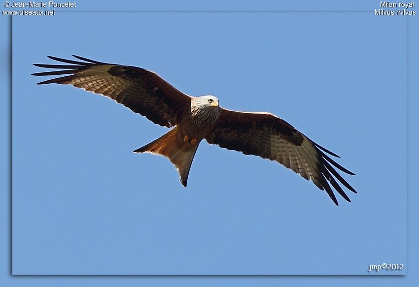 Red Kite